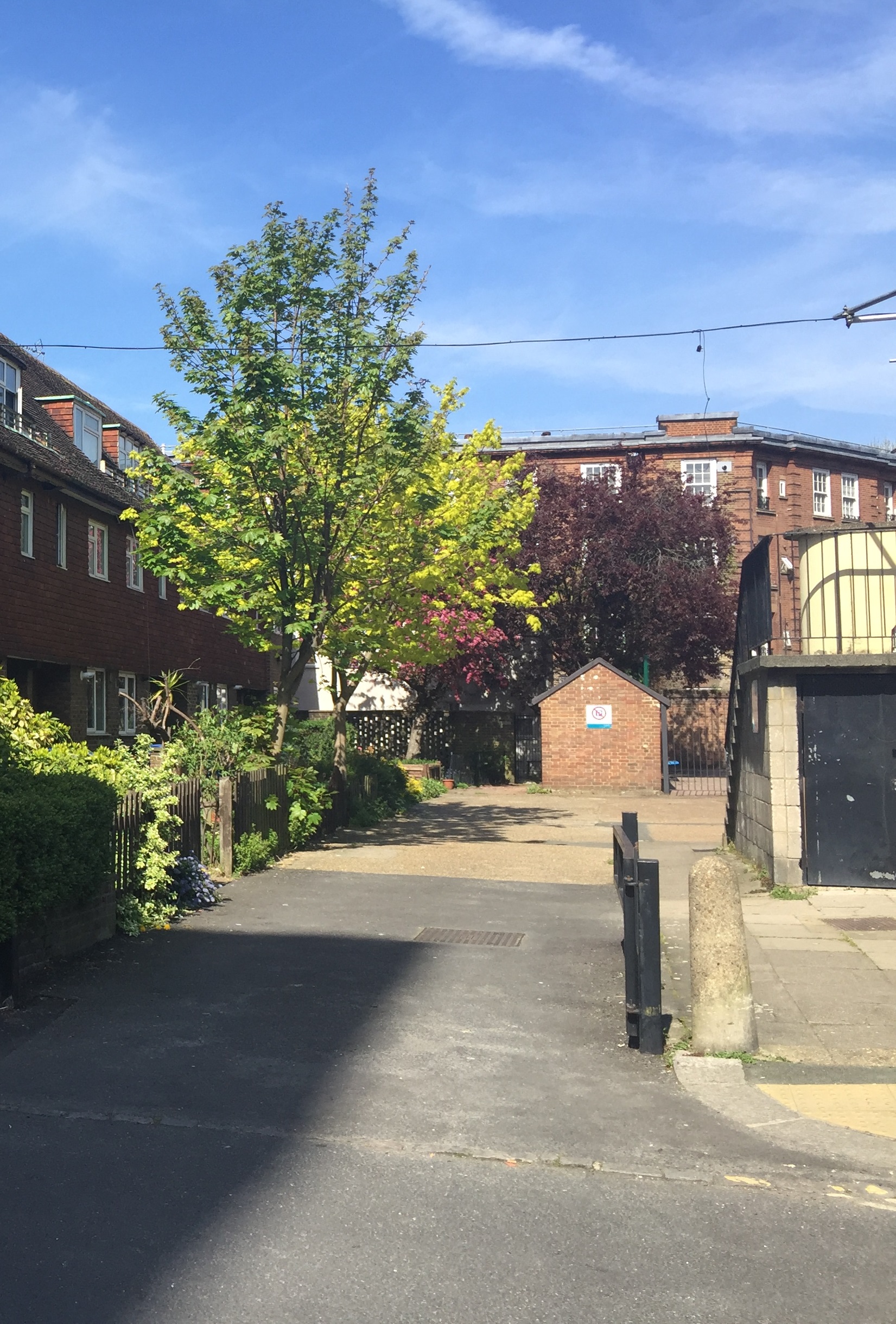Street Tree
